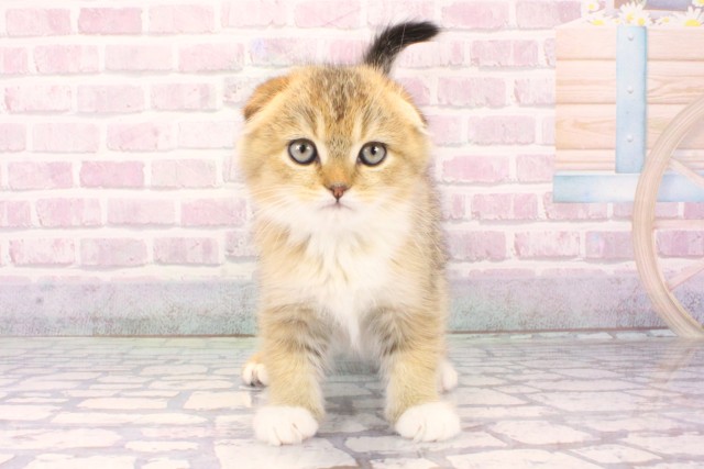 大阪府のスコティッシュフォールド (Coo&RIKU天王寺店/2025年10月8日生まれ/男の子/ブラウンマッカレルタビーホワイト)の子猫の1枚目の画像