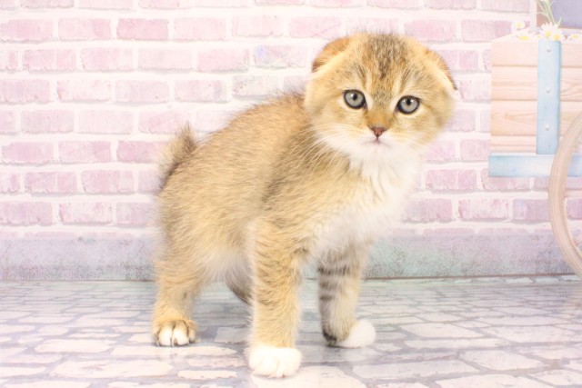 大阪府のスコティッシュフォールド (Coo&RIKU天王寺店/2025年10月8日生まれ/男の子/ブラウンマッカレルタビーホワイト)の子猫の2枚目の画像