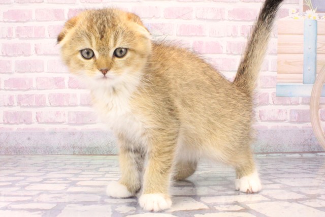 大阪府のスコティッシュフォールド (Coo&RIKU天王寺店/2025年10月8日生まれ/男の子/ブラウンマッカレルタビーホワイト)の子猫の3枚目の画像