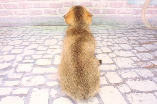 大阪府のスコティッシュフォールド (Coo&RIKU天王寺店/2025年10月8日生まれ/男の子/ブラウンマッカレルタビーホワイト)の子猫の4枚目の画像