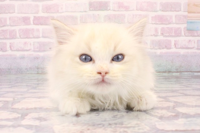 大阪府のラグドール (Coo&RIKU心斎橋店/2025年10月8日生まれ/女の子/ブルーリンクスポイントバイカラー)の子猫の1枚目の画像