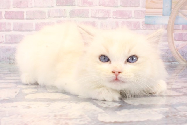 大阪府のラグドール (Coo&RIKU心斎橋店/2025年10月8日生まれ/女の子/ブルーリンクスポイントバイカラー)の子猫の2枚目の画像