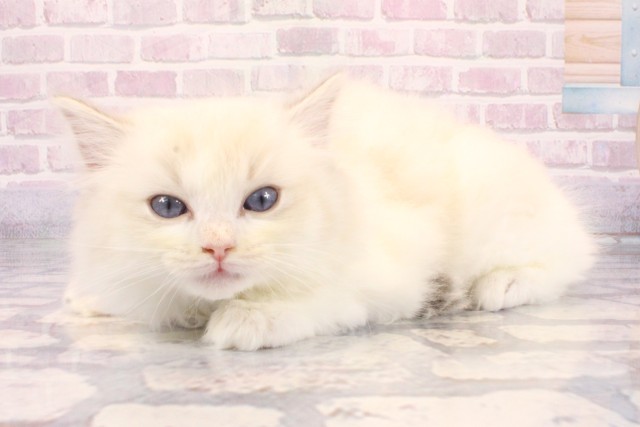 大阪府のラグドール (Coo&RIKU心斎橋店/2025年10月8日生まれ/女の子/ブルーリンクスポイントバイカラー)の子猫の3枚目の画像