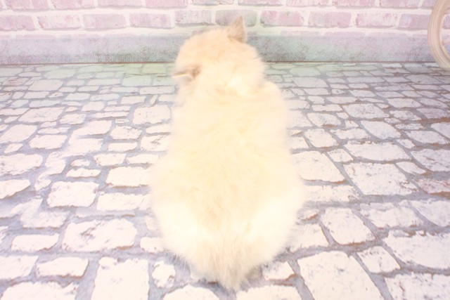 大阪府のラグドール (Coo&RIKU心斎橋店/2025年10月8日生まれ/女の子/ブルーリンクスポイントバイカラー)の子猫の4枚目の画像