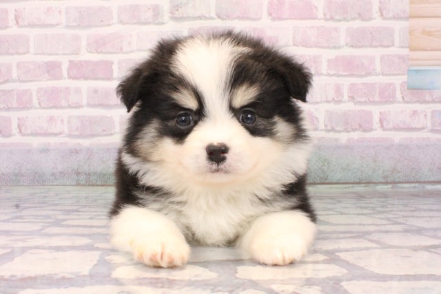 大阪府のポメチワ/チワポメ/ポメチー(ポメラニアン×チワワ) (Coo&RIKU梅田店/2025年10月9日生まれ/男の子/ブラッククリームホワイト)の子犬の1枚目の画像