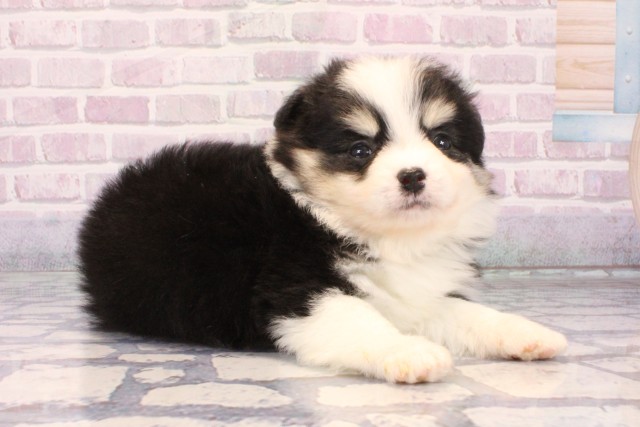 大阪府のポメチワ/チワポメ/ポメチー(ポメラニアン×チワワ) (Coo&RIKU梅田店/2025年10月9日生まれ/男の子/ブラッククリームホワイト)の子犬の2枚目の画像