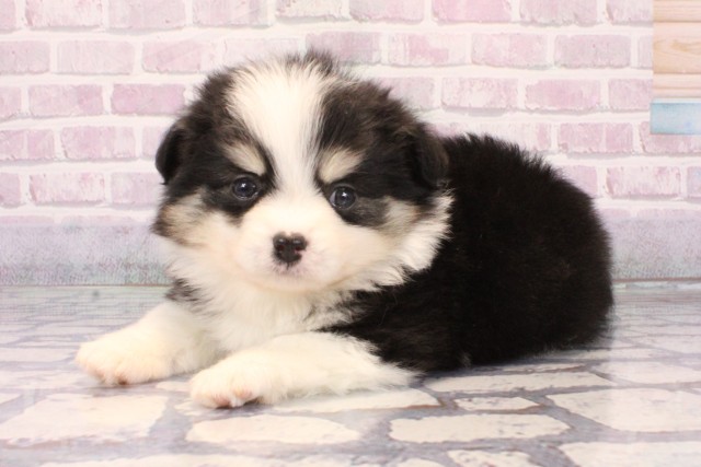 大阪府のポメチワ/チワポメ/ポメチー(ポメラニアン×チワワ) (Coo&RIKU梅田店/2025年10月9日生まれ/男の子/ブラッククリームホワイト)の子犬の3枚目の画像