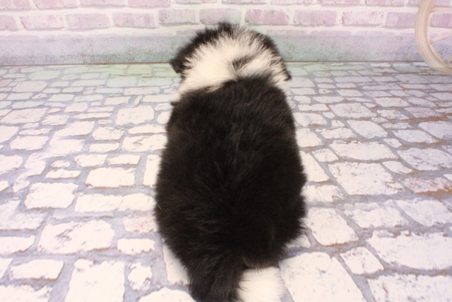 大阪府のポメチワ/チワポメ/ポメチー(ポメラニアン×チワワ) (Coo&RIKU梅田店/2025年10月9日生まれ/男の子/ブラッククリームホワイト)の子犬の4枚目の画像