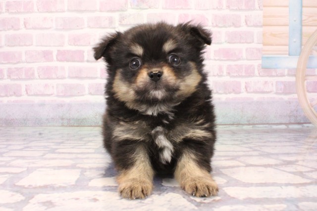 滋賀県のポメチワ/チワポメ/ポメチー(ポメラニアン×チワワ) (Coo&RIKU長浜店/2025年10月7日生まれ/男の子/ブラックタン)の子犬の1枚目の画像