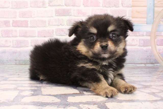 滋賀県のポメチワ/チワポメ/ポメチー(ポメラニアン×チワワ) (Coo&RIKU長浜店/2025年10月7日生まれ/男の子/ブラックタン)の子犬の2枚目の画像