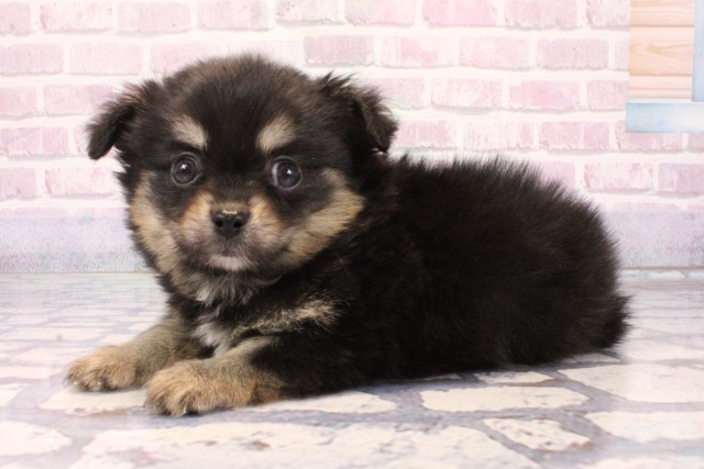 滋賀県のポメチワ/チワポメ/ポメチー(ポメラニアン×チワワ) (Coo&RIKU長浜店/2025年10月7日生まれ/男の子/ブラックタン)の子犬の3枚目の画像