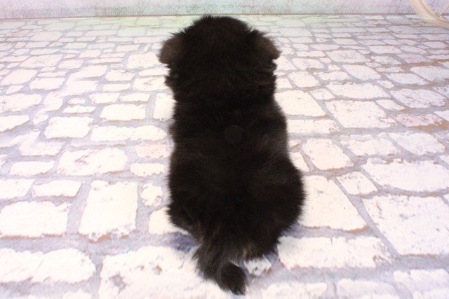 滋賀県のポメチワ/チワポメ/ポメチー(ポメラニアン×チワワ) (Coo&RIKU長浜店/2025年10月7日生まれ/男の子/ブラックタン)の子犬の4枚目の画像