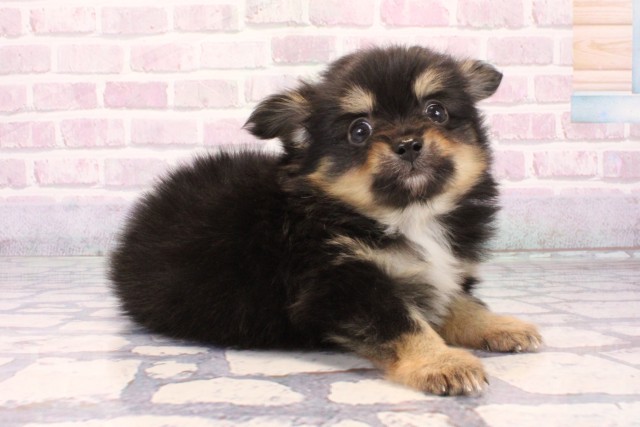 大阪府のポメチワ/チワポメ/ポメチー(ポメラニアン×チワワ) (Coo&RIKU城東古市店/2025年10月7日生まれ/男の子/ブラックタン)の子犬の2枚目の画像
