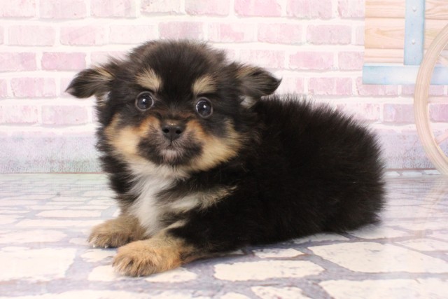 大阪府のポメチワ/チワポメ/ポメチー(ポメラニアン×チワワ) (Coo&RIKU城東古市店/2025年10月7日生まれ/男の子/ブラックタン)の子犬の3枚目の画像