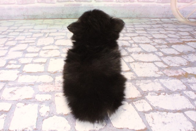 大阪府のポメチワ/チワポメ/ポメチー(ポメラニアン×チワワ) (Coo&RIKU城東古市店/2025年10月7日生まれ/男の子/ブラックタン)の子犬の4枚目の画像