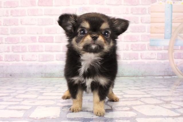 チワワ(ロングコート)