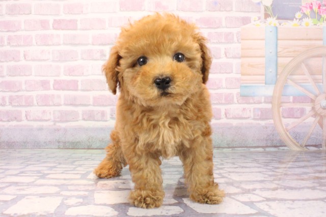 兵庫県のトイプードル(トイ) (Coo&RIKU伊丹店/2025年10月9日生まれ/男の子/オレンジフォーン)の子犬の1枚目の画像