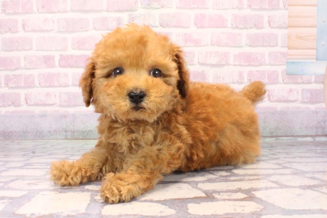 兵庫県のトイプードル(トイ) (Coo&RIKU伊丹店/2025年10月9日生まれ/男の子/オレンジフォーン)の子犬の2枚目の画像