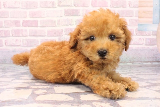 兵庫県のトイプードル(トイ) (Coo&RIKU伊丹店/2025年10月9日生まれ/男の子/オレンジフォーン)の子犬の3枚目の画像