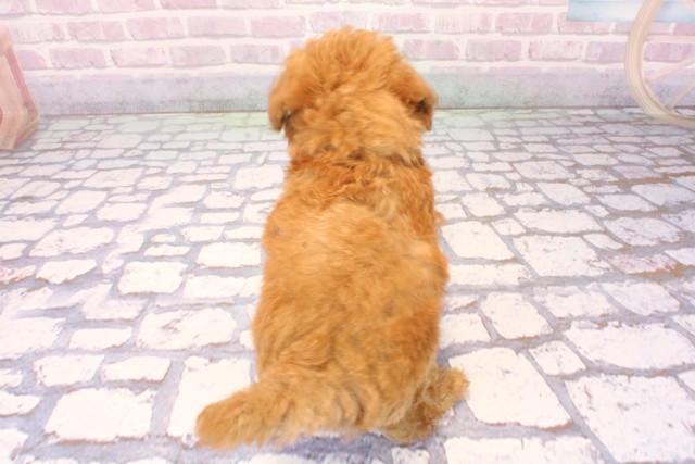 兵庫県のトイプードル(トイ) (Coo&RIKU伊丹店/2025年10月9日生まれ/男の子/オレンジフォーン)の子犬の4枚目の画像