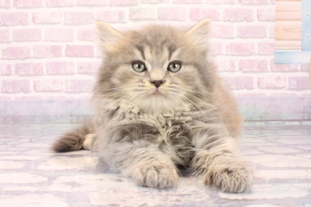 大阪府のラガマフィン (Coo&RIKU天王寺店/2025年10月8日生まれ/男の子/ブルータビー)の子猫の1枚目の画像