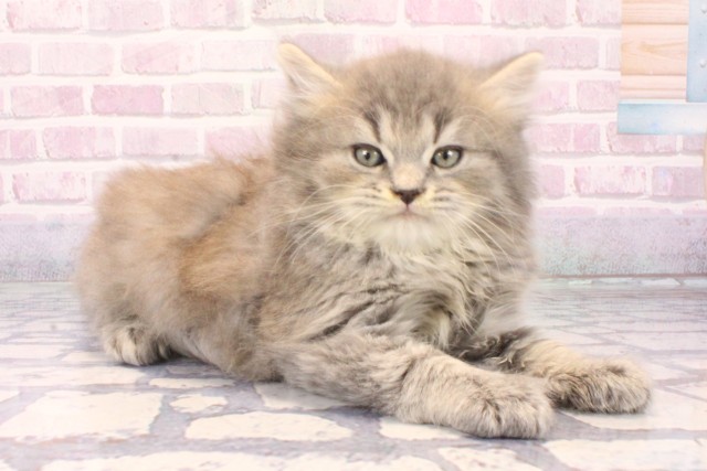 大阪府のラガマフィン (Coo&RIKU天王寺店/2025年10月8日生まれ/男の子/ブルータビー)の子猫の2枚目の画像