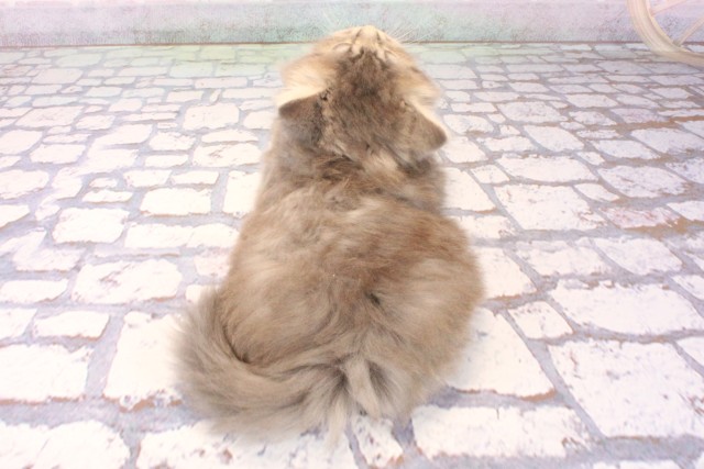 大阪府のラガマフィン (Coo&RIKU天王寺店/2025年10月8日生まれ/男の子/ブルータビー)の子猫の4枚目の画像