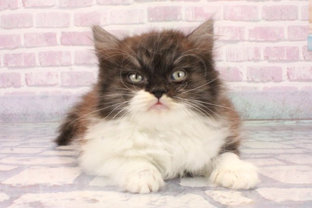 大阪府のラガマフィン (Coo&RIKU枚方店/2025年10月8日生まれ/女の子/ブルータビーホワイト)の子猫の1枚目の画像