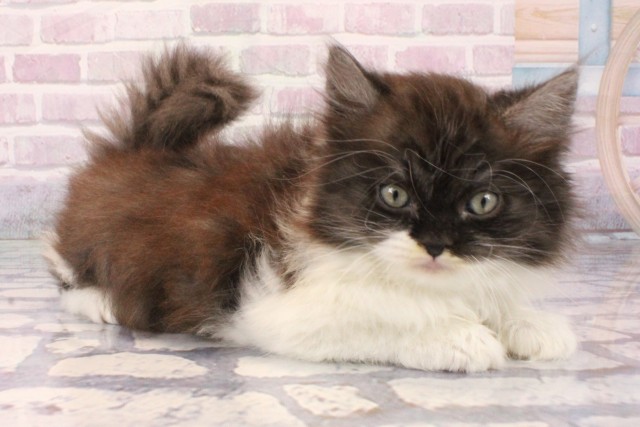 大阪府のラガマフィン (Coo&RIKU枚方店/2025年10月8日生まれ/女の子/ブルータビーホワイト)の子猫の2枚目の画像