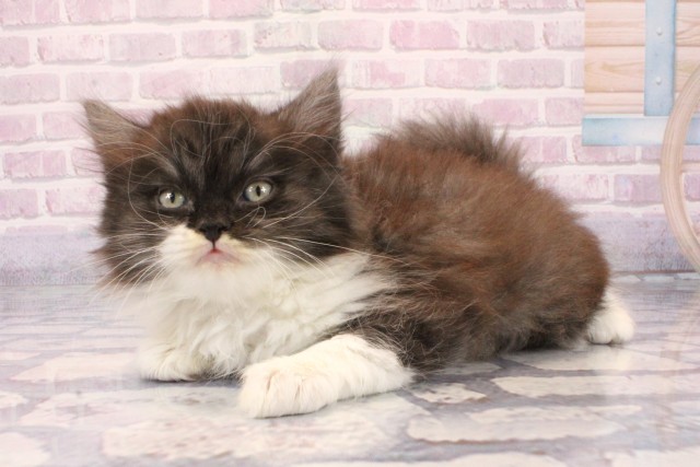 大阪府のラガマフィン (Coo&RIKU枚方店/2025年10月8日生まれ/女の子/ブルータビーホワイト)の子猫の3枚目の画像