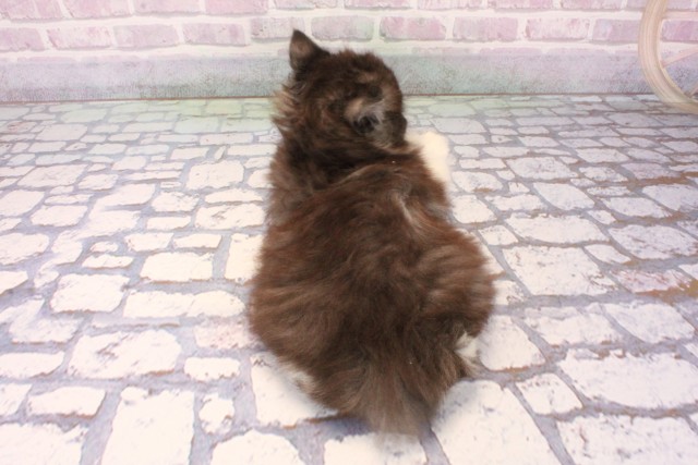 大阪府のラガマフィン (Coo&RIKU枚方店/2025年10月8日生まれ/女の子/ブルータビーホワイト)の子猫の4枚目の画像