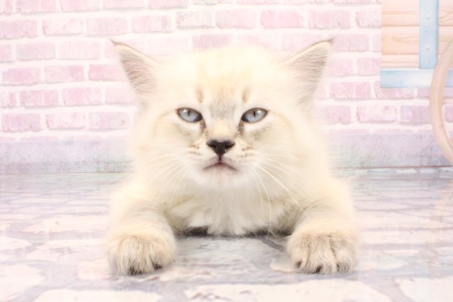 兵庫県のサイベリアン (Coo&RIKU神戸三宮店/2025年10月8日生まれ/男の子/シールリンクスポイント)の子猫の1枚目の画像