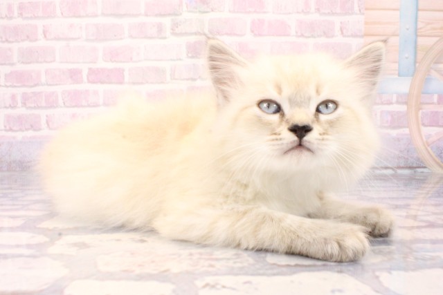 兵庫県のサイベリアン (Coo&RIKU神戸三宮店/2025年10月8日生まれ/男の子/シールリンクスポイント)の子猫の2枚目の画像