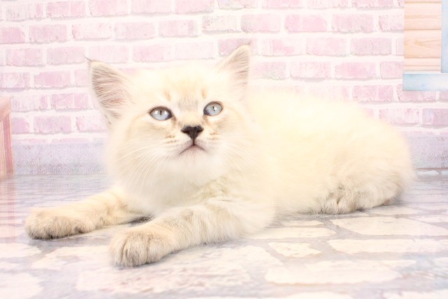 兵庫県のサイベリアン (Coo&RIKU神戸三宮店/2025年10月8日生まれ/男の子/シールリンクスポイント)の子猫の3枚目の画像