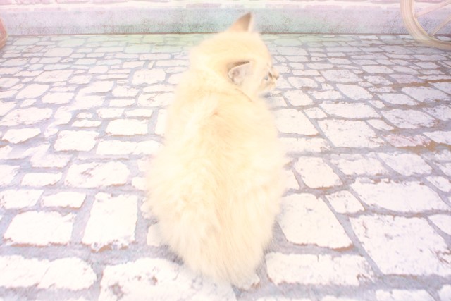 兵庫県のサイベリアン (Coo&RIKU神戸三宮店/2025年10月8日生まれ/男の子/シールリンクスポイント)の子猫の4枚目の画像