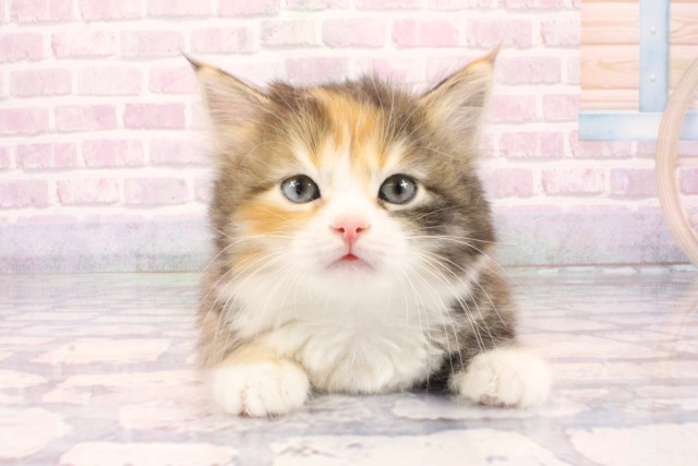 大阪府のサイベリアン (Coo&RIKU阿倍野店/2025年10月8日生まれ/女の子/ブラウンパッチドタビーホワイト)の子猫の1枚目の画像