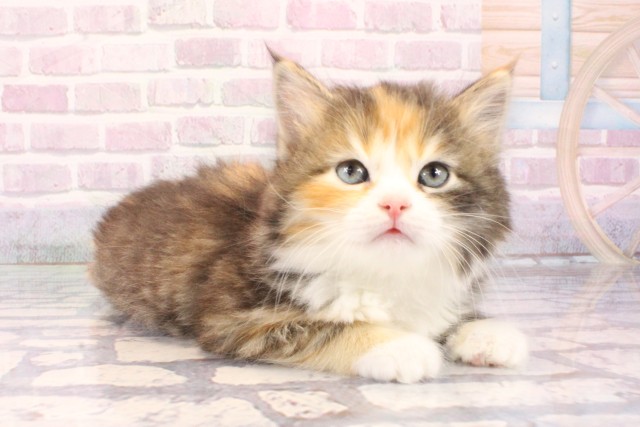 大阪府のサイベリアン (Coo&RIKU阿倍野店/2025年10月8日生まれ/女の子/ブラウンパッチドタビーホワイト)の子猫の2枚目の画像