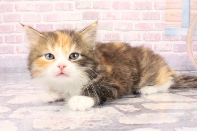 大阪府のサイベリアン (Coo&RIKU阿倍野店/2025年10月8日生まれ/女の子/ブラウンパッチドタビーホワイト)の子猫の3枚目の画像