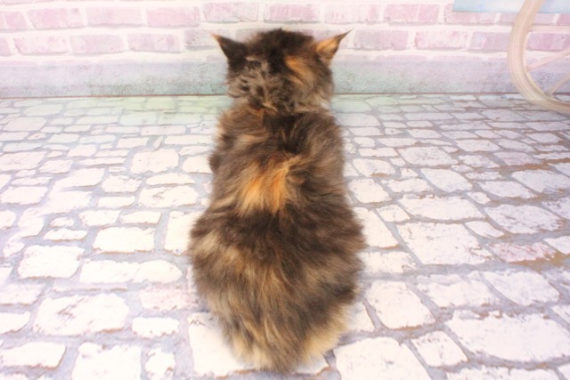 大阪府のサイベリアン (Coo&RIKU阿倍野店/2025年10月8日生まれ/女の子/ブラウンパッチドタビーホワイト)の子猫の4枚目の画像