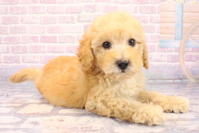 兵庫県のマルプー(マルチーズ×プードル) (Coo&RIKU伊丹店/2025年9月30日生まれ/男の子/クリーム)の子犬の2枚目の画像