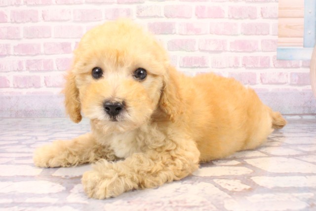 兵庫県のマルプー(マルチーズ×プードル) (Coo&RIKU伊丹店/2025年9月30日生まれ/男の子/クリーム)の子犬の3枚目の画像