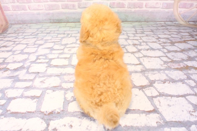 兵庫県のマルプー(マルチーズ×プードル) (Coo&RIKU伊丹店/2025年9月30日生まれ/男の子/クリーム)の子犬の4枚目の画像