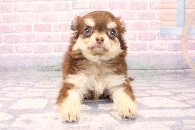 大阪府のチワワ(ロング) (Coo&RIKU高槻店/2025年9月24日生まれ/女の子/チョコレートタン)の子犬の1枚目の画像