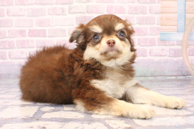 大阪府のチワワ(ロング) (Coo&RIKU高槻店/2025年9月24日生まれ/女の子/チョコレートタン)の子犬の2枚目の画像