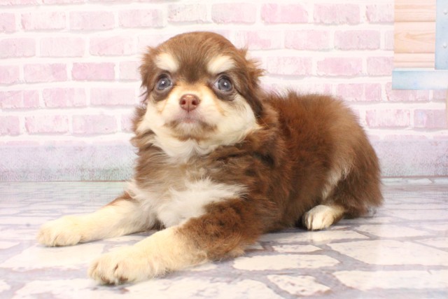 大阪府のチワワ(ロング) (Coo&RIKU高槻店/2025年9月24日生まれ/女の子/チョコレートタン)の子犬の3枚目の画像