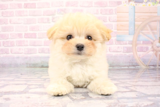 京都府のマルプー(マルチーズ×プードル) (Coo&RIKU京都河原町店/2025年10月6日生まれ/男の子/クリーム)の子犬