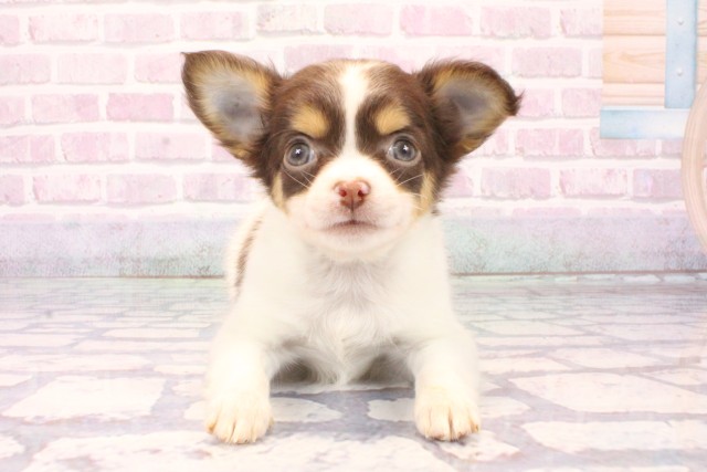 滋賀県のチワワ(ロング) (Coo&RIKUアヤハディオ水口店/2025年10月6日生まれ/女の子/チョコレートタンホワイト)の子犬の1枚目の画像