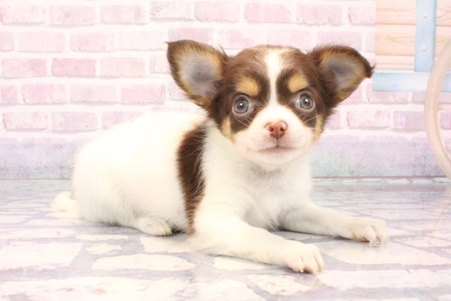 滋賀県のチワワ(ロング) (Coo&RIKUアヤハディオ水口店/2025年10月6日生まれ/女の子/チョコレートタンホワイト)の子犬の2枚目の画像