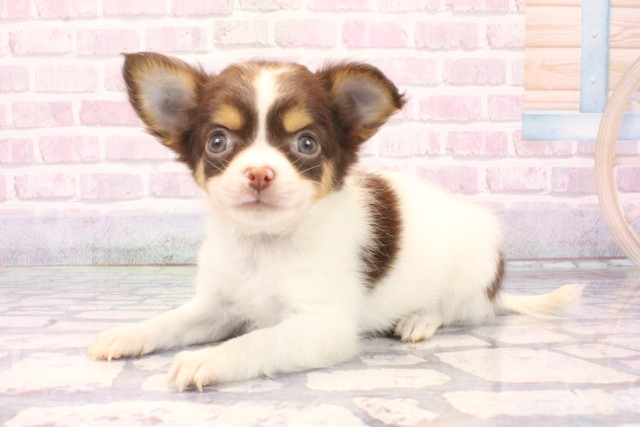 滋賀県のチワワ(ロング) (Coo&RIKUアヤハディオ水口店/2025年10月6日生まれ/女の子/チョコレートタンホワイト)の子犬の3枚目の画像