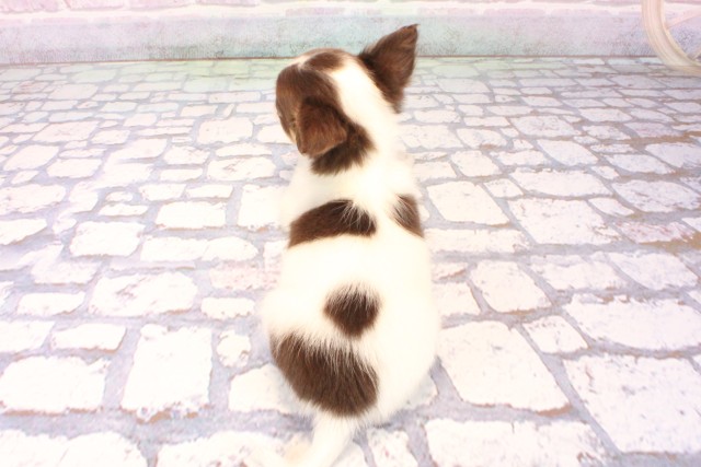 滋賀県のチワワ(ロング) (Coo&RIKUアヤハディオ水口店/2025年10月6日生まれ/女の子/チョコレートタンホワイト)の子犬の4枚目の画像